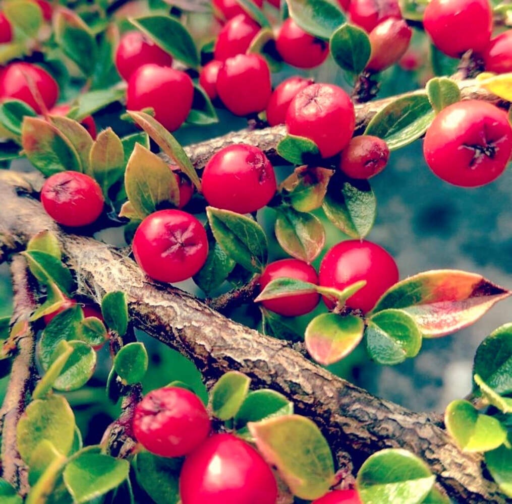 Cotoneaster franchetii 10-20cm | Franchet’s cotoneaster | Orange cotoneaster – F