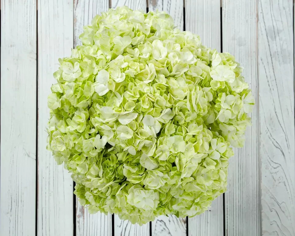 Box of 10 Lime Green Hydrangeas stem – Premium Quality Bulk Flowers perfect gift