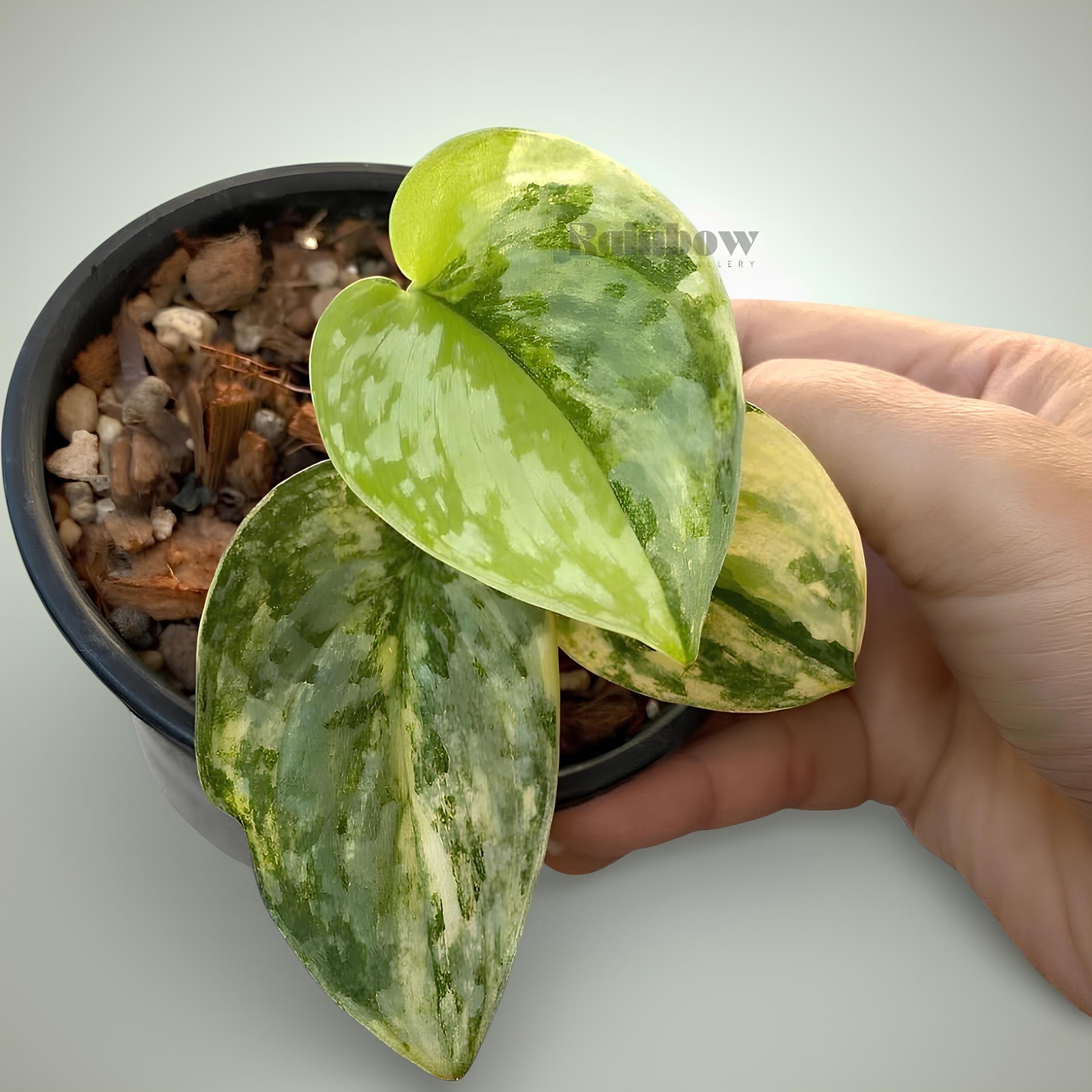 Scindapsus Geulis Jungle Plant