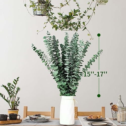 16 Pcs Dried Eucalyptus Stems, 17” Natural Fresh Eucalyptus Leaves Green