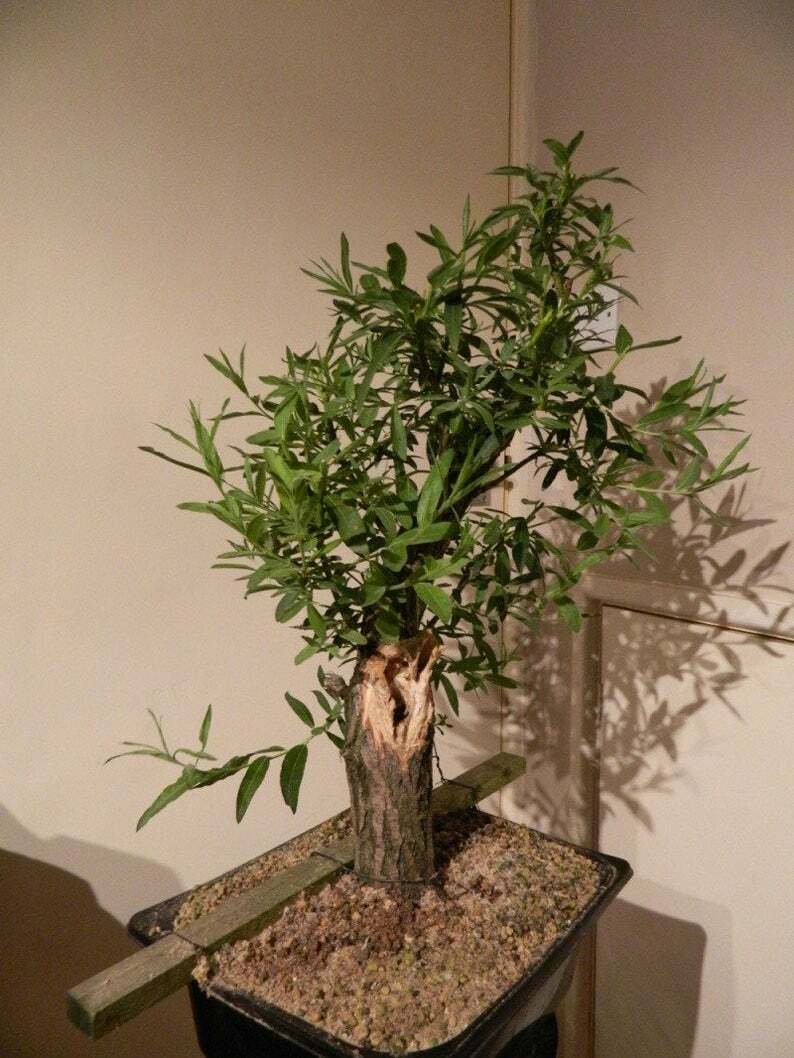 Black Willow Tree Bonsai! Exotic Cutting Starter with instructions!
