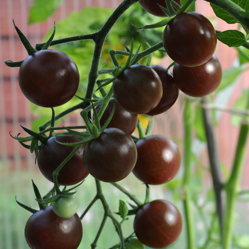 100Pcs Black Cherry Tomatoes seeds (Vibrant, exotic and sweet)
