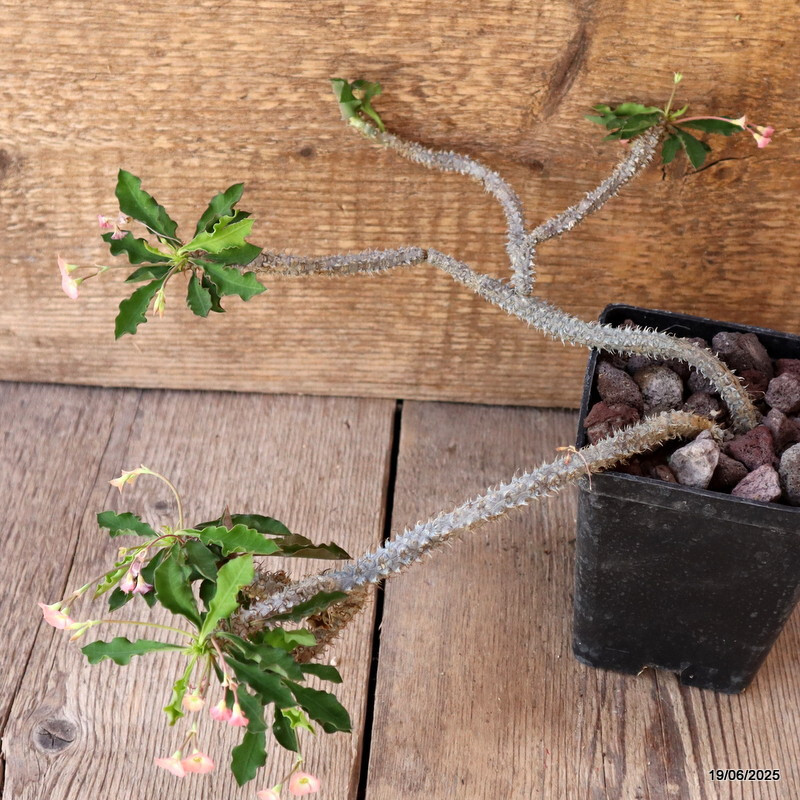 D4733 EUPHORBIA CROIZATII pot10-H23-W21 cm MaMa Cactus