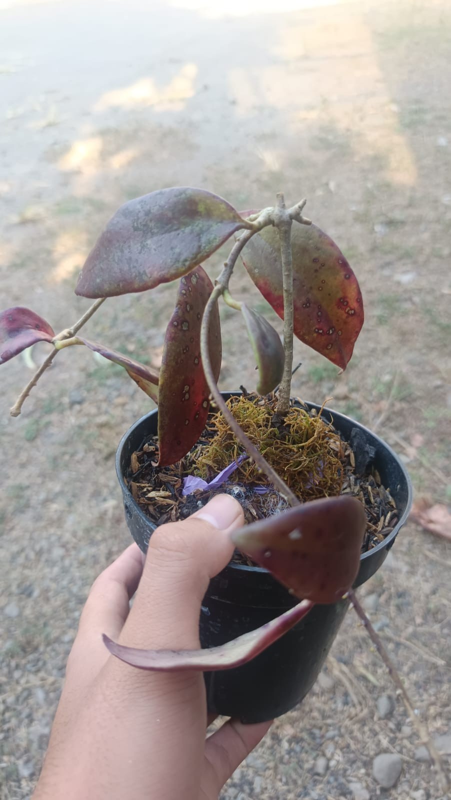 Real Picture Hoya Minahasae Red Sp Celebes