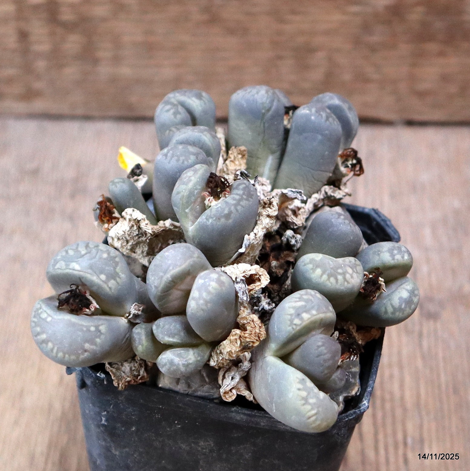 D7347 LITHOPS AUCAMPIAE pot7-H6,5-W11 cm MaMa Cactus