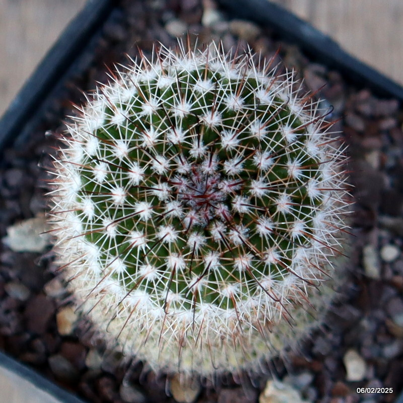 A4950 MAMMILLARIA SP. pot10-H12-W6 cm MaMa Cactus