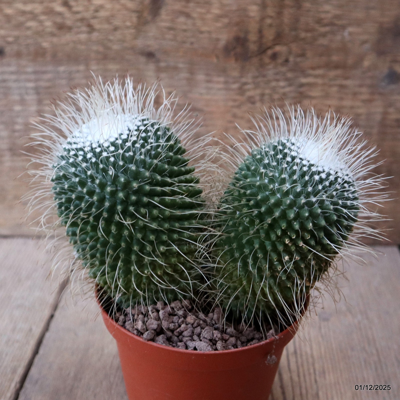 D7619 MAMMILLARIA SPINOSISSIMA UNPICO pot10-H11-W14 cm MaMa Cactus