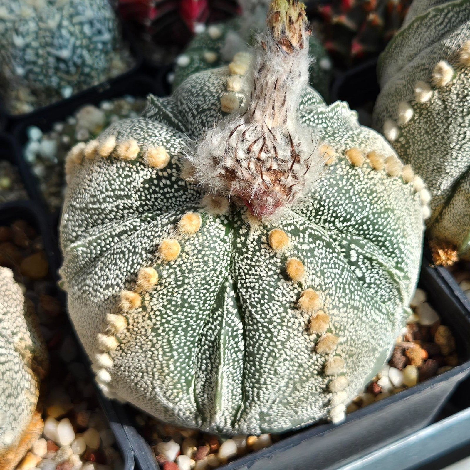 Astrophytum coachuilense x asterias F2 20seeds 2025 year