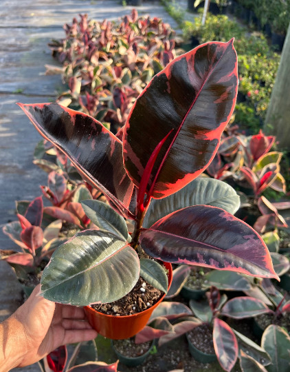 Ruby Rubber Tree Plant Ficus elastica 6″ Pot | Indoor and Outdoor Live Tropical