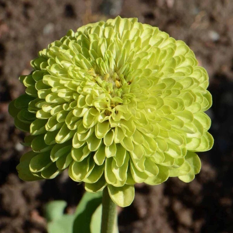 100 Pcs Cute Giant Zinnia Envy Green Flower Seeds