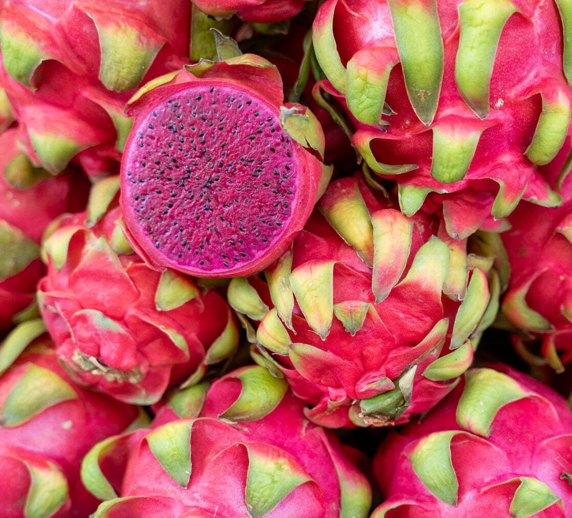 Hylocereus undatus PINK PITAYA 40-80cm | Dragon fruit | Pitaya – Dragon fruit |