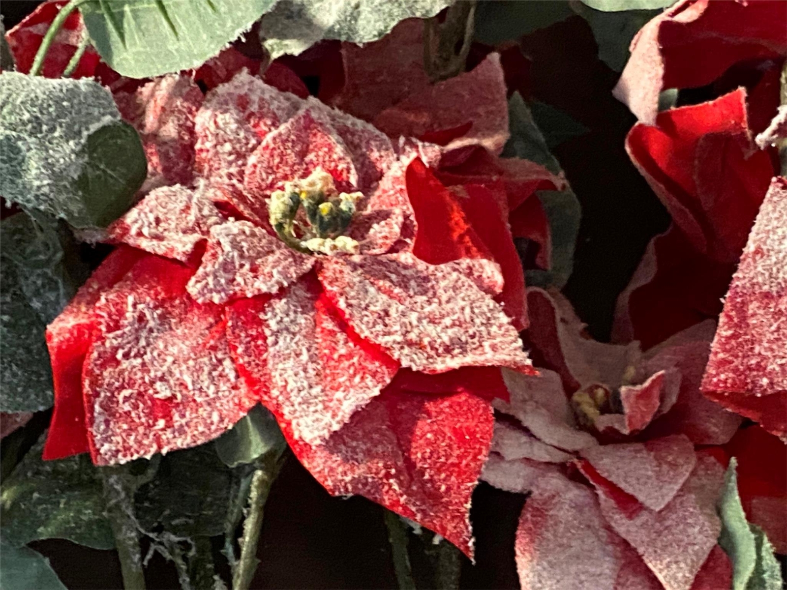 Lot of 8 Artificial Flowers Christmas Holiday Snow Covered Poinsettia Bloom Room