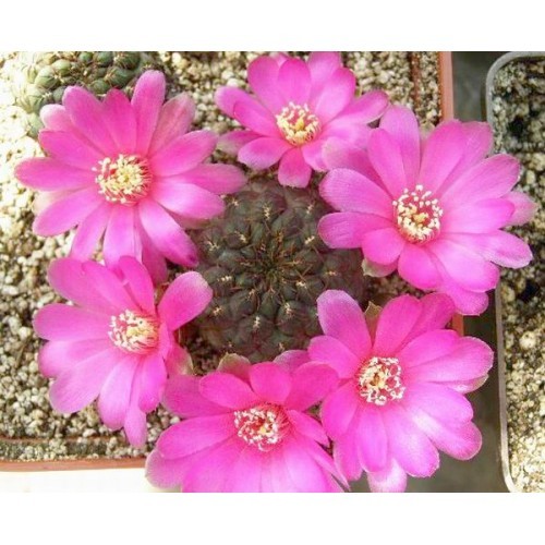 Sulcorebutia pulchra HS 78 , seeds 20 pcs