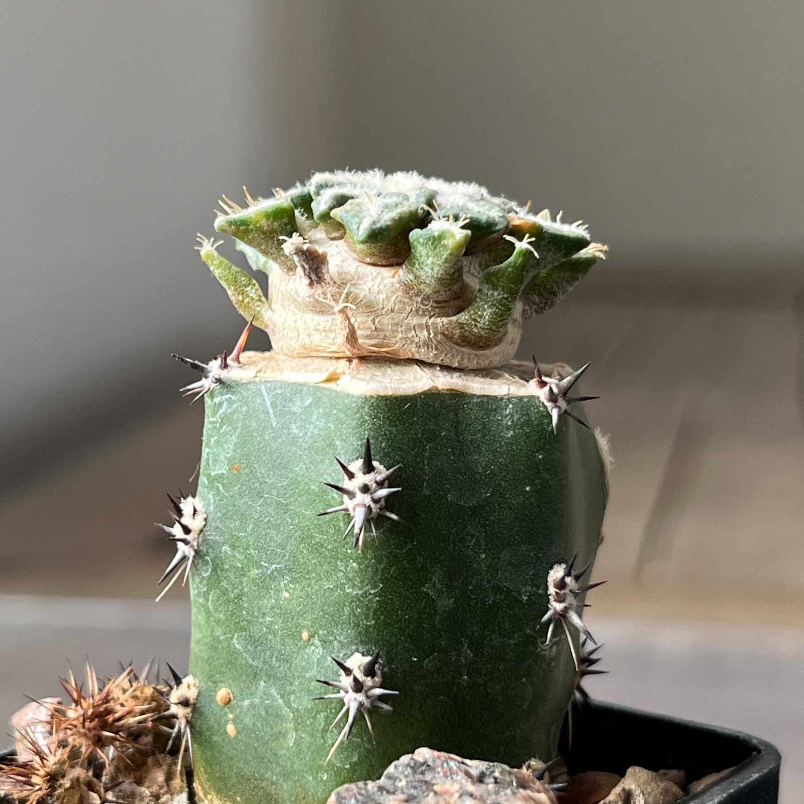A8-1402 Cactus kotschoubeyanus VM526, Lucio Blanco, Coah, 4 pieces