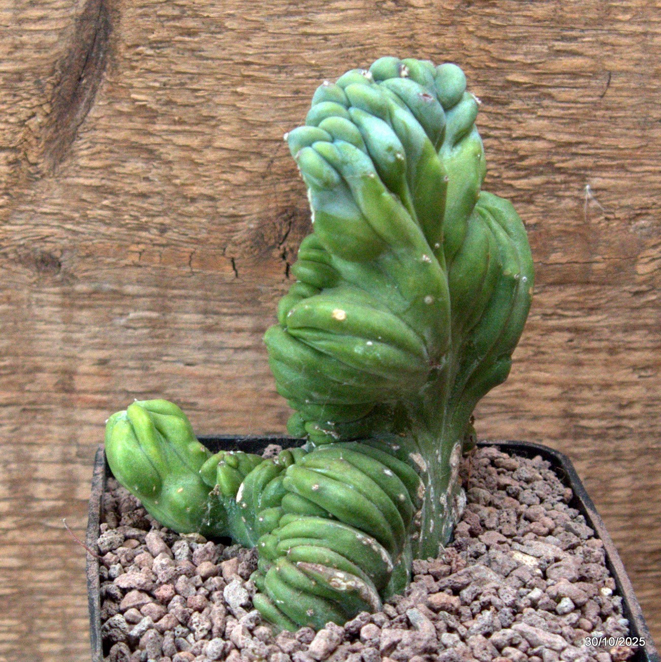 D7225 MYRTILLOCACTUS GEOMETRIZANS CRESTED pot10-H12-W10 cm MaMa Cactus