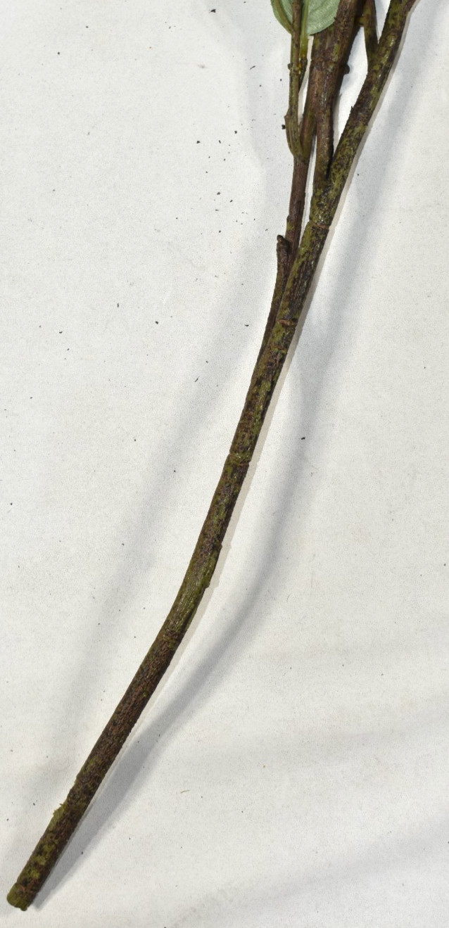 Pottery Barn Faux Dogwood Branch w/ Nest & Eggs Artificial Flowers 38″ Stem NEW