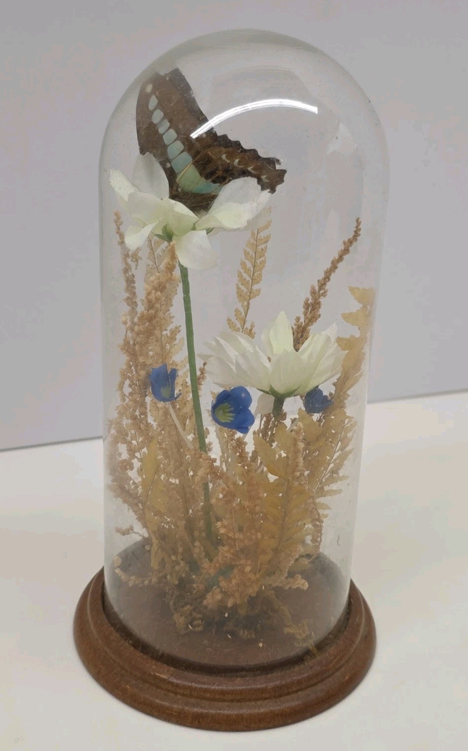 Vintage Real Butterfly & Daisy Flowers Under Glass Dome Wood Base Taiwan 7.5″