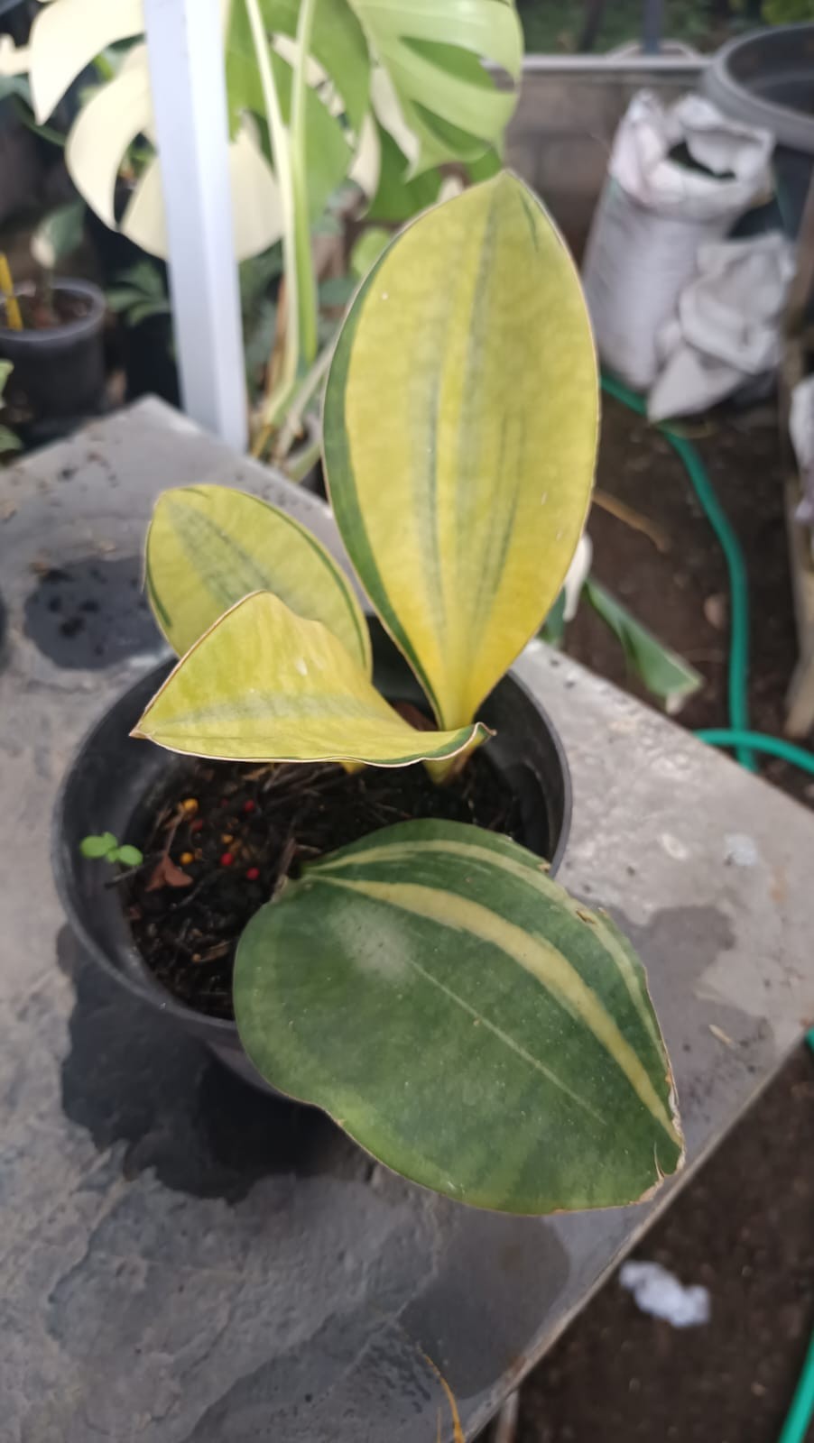 Sansevieria Giant Mason Yellow Variegated Real Picture Rare Unique Snake Plant