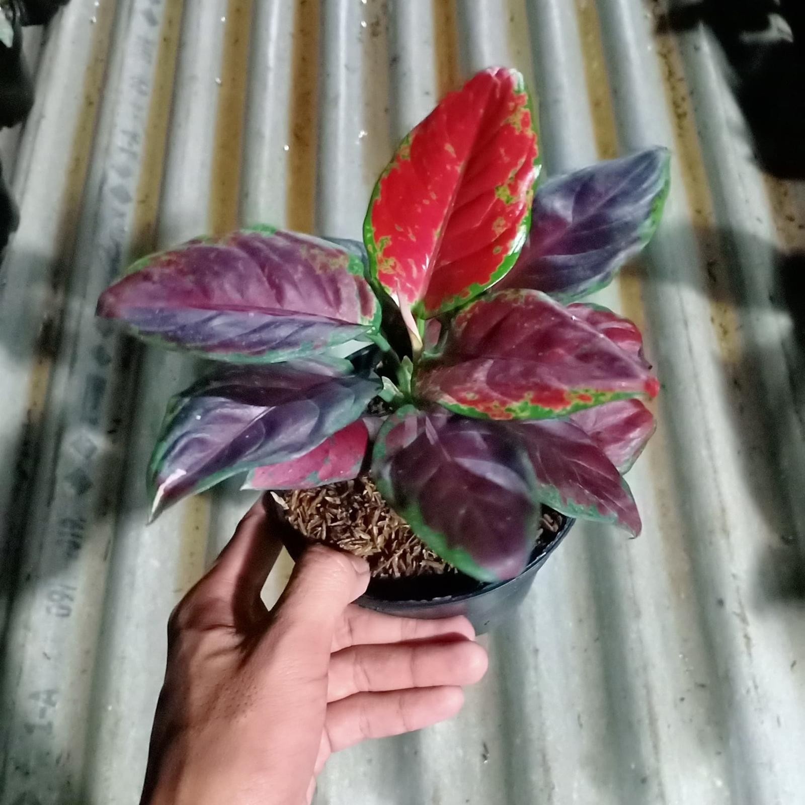 Aglaonema Black Maroon – Dark Red Maroon Foliage Live Plant Grow in Pot