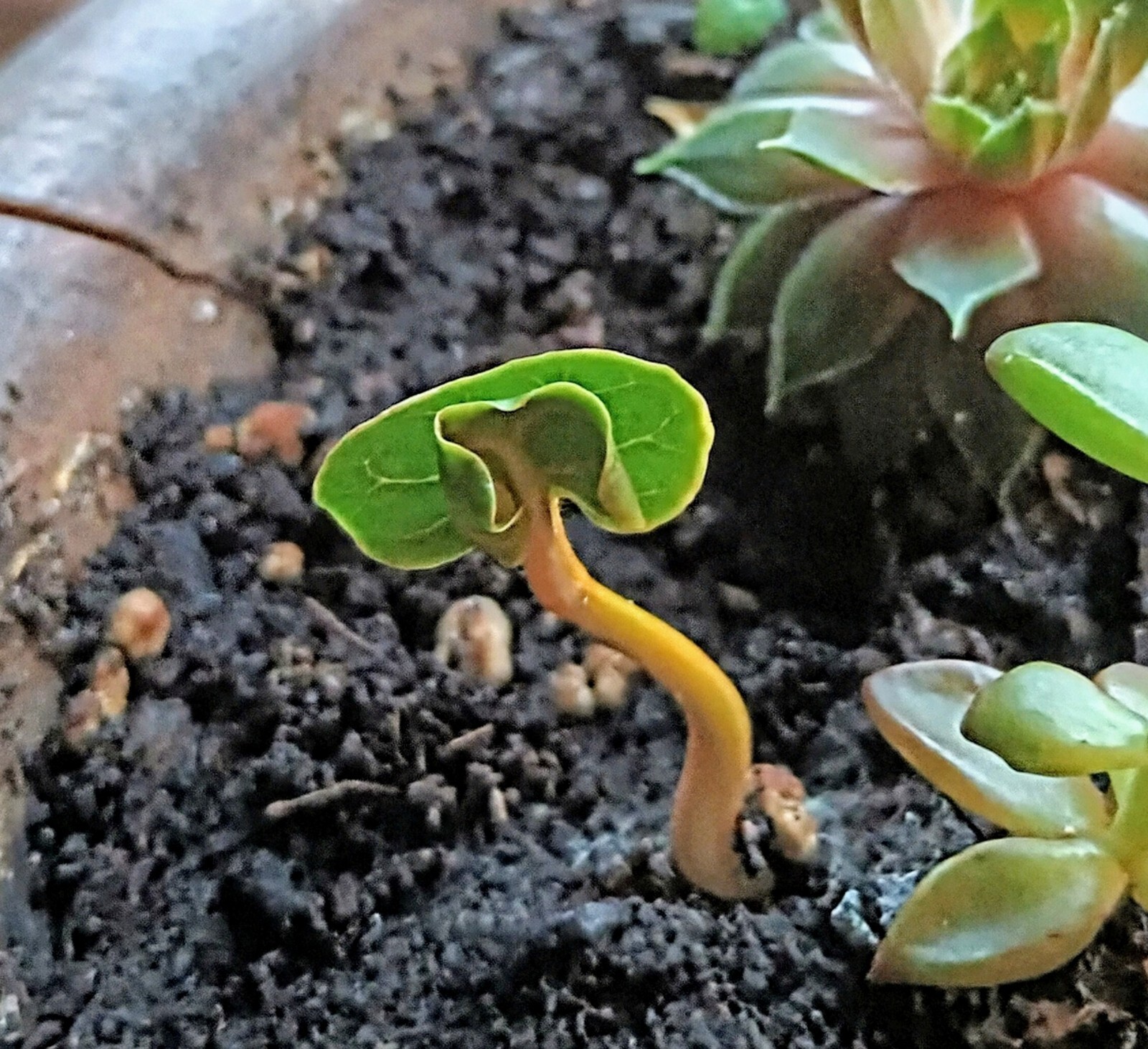 Bonsai / Bowl LOTUS Pre Sprouted Mixed Colors 6 In tube Started (2) Plants Tongs