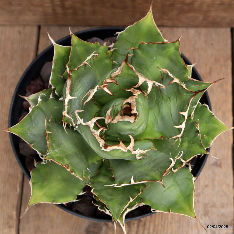 D162 AGAVE TITANOTA pot18-H15-W19 cm MaMa Cactus