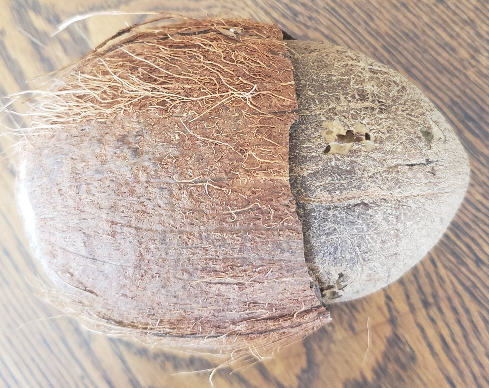Unusual Natural Dried Coconut Shell Whole Husk Rustic Tiki Decor & Crafts