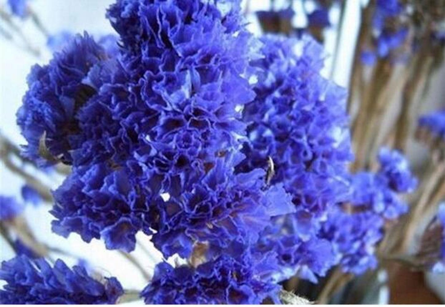 (10) CRAPE/CREPE MYRTLE SEEDS rare exotic flower garden tree USA SELLER W/TRACK