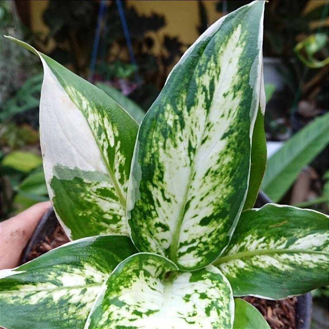 Dieffenbachia variegated Paint of love + Phytosanitary Cert