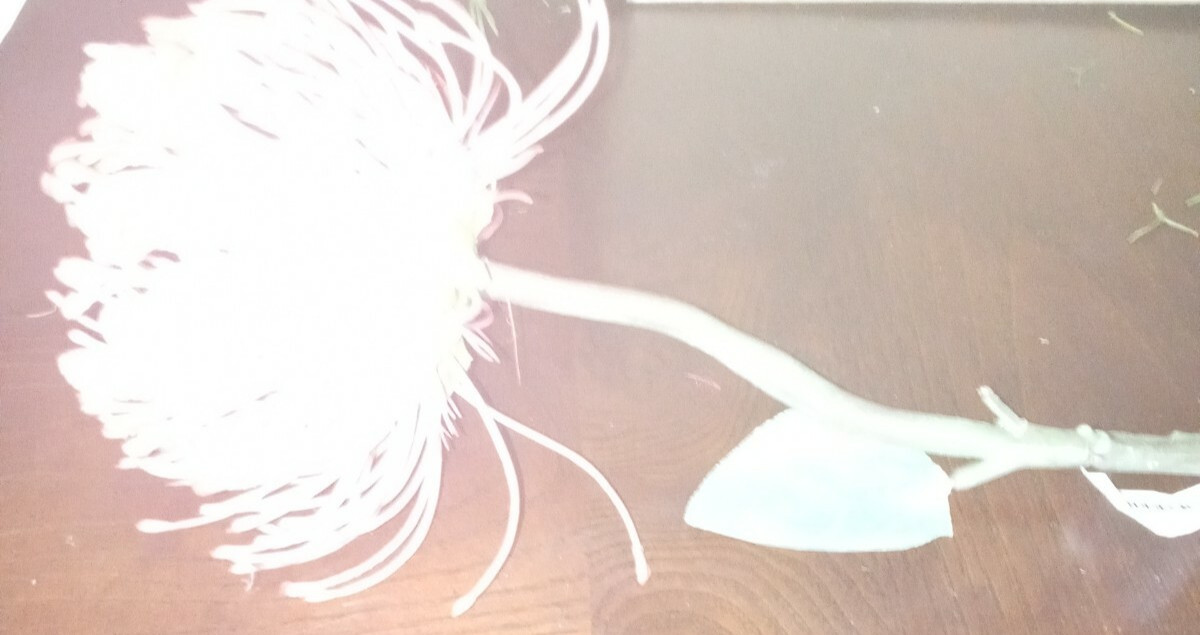 Artifical Flower-Brand New-SHIPS N 24 HOURS