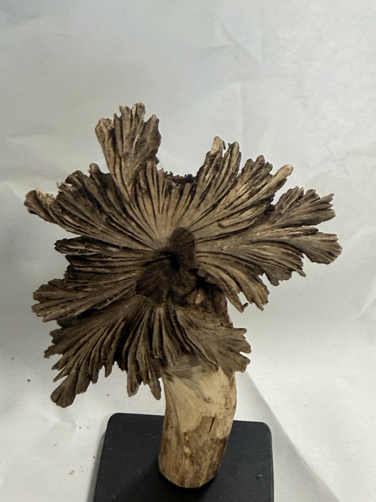 Rare Guatemala Wooden Tree Flower / Tree Ear on Iron Stand.