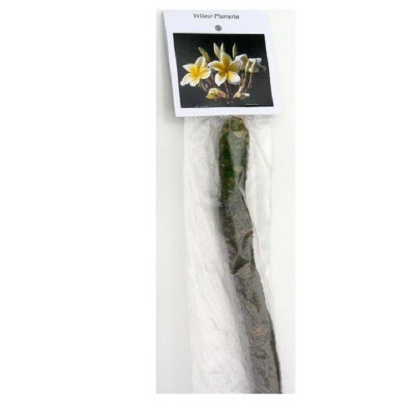 HAWAIIAN YELLOW PLUMERIA FRANGIPANI PLANT CUTTING – 9 – 12 IN. LONG UNROOTED