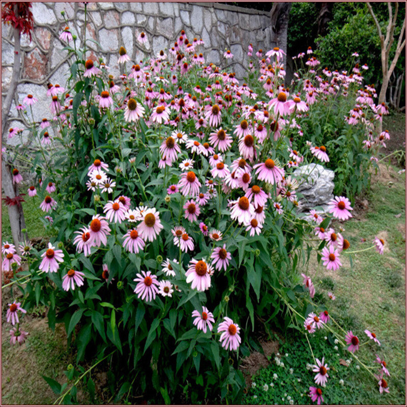 200Pcs Lovely Timeless Heirloom Organic Purple Echinacea Coneflower Seeds