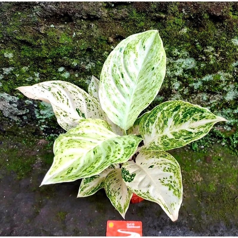 Real Picture Aglaonema White Striptease Beautiful Rare Plant