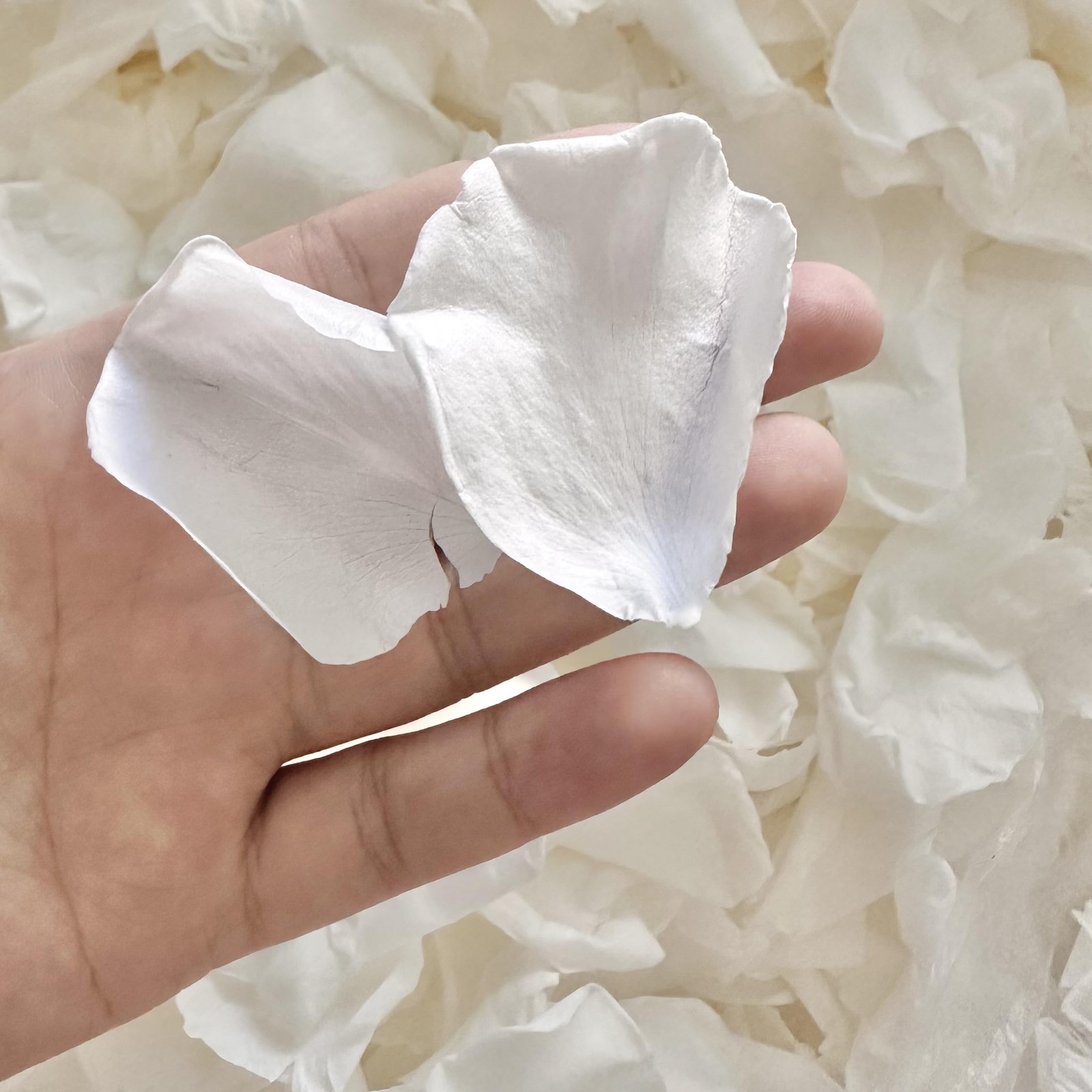 1.75oz Dried Real White Rose Petals Preserved Flower Wedding Valentine Decor
