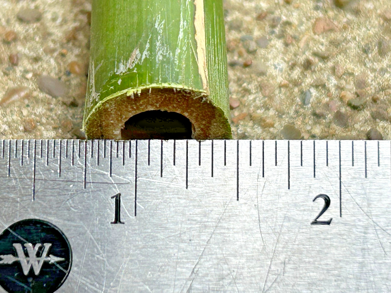 5PCS 1/2″ Diameter Fresh Cut Natural Bamboo For Decor 12″