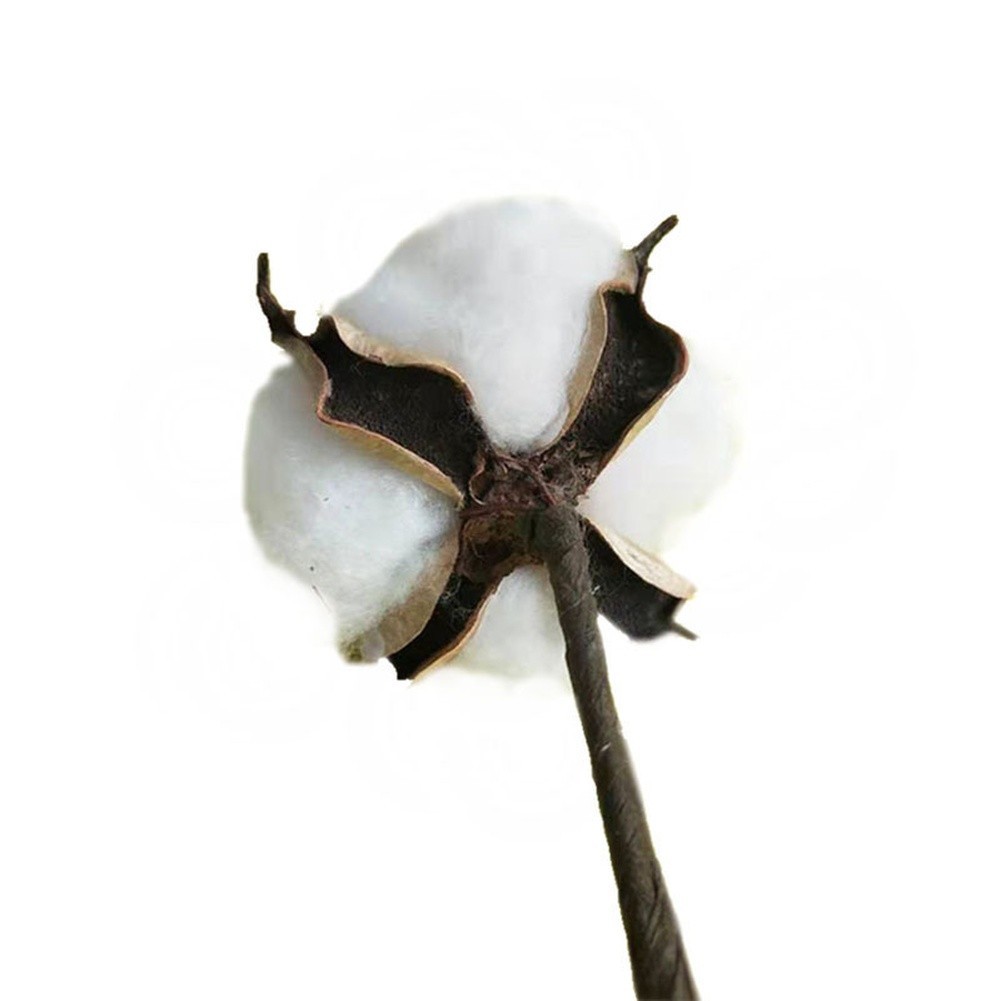 White Dried Cotton Flower Stems Natural for Wedding and Home Photography