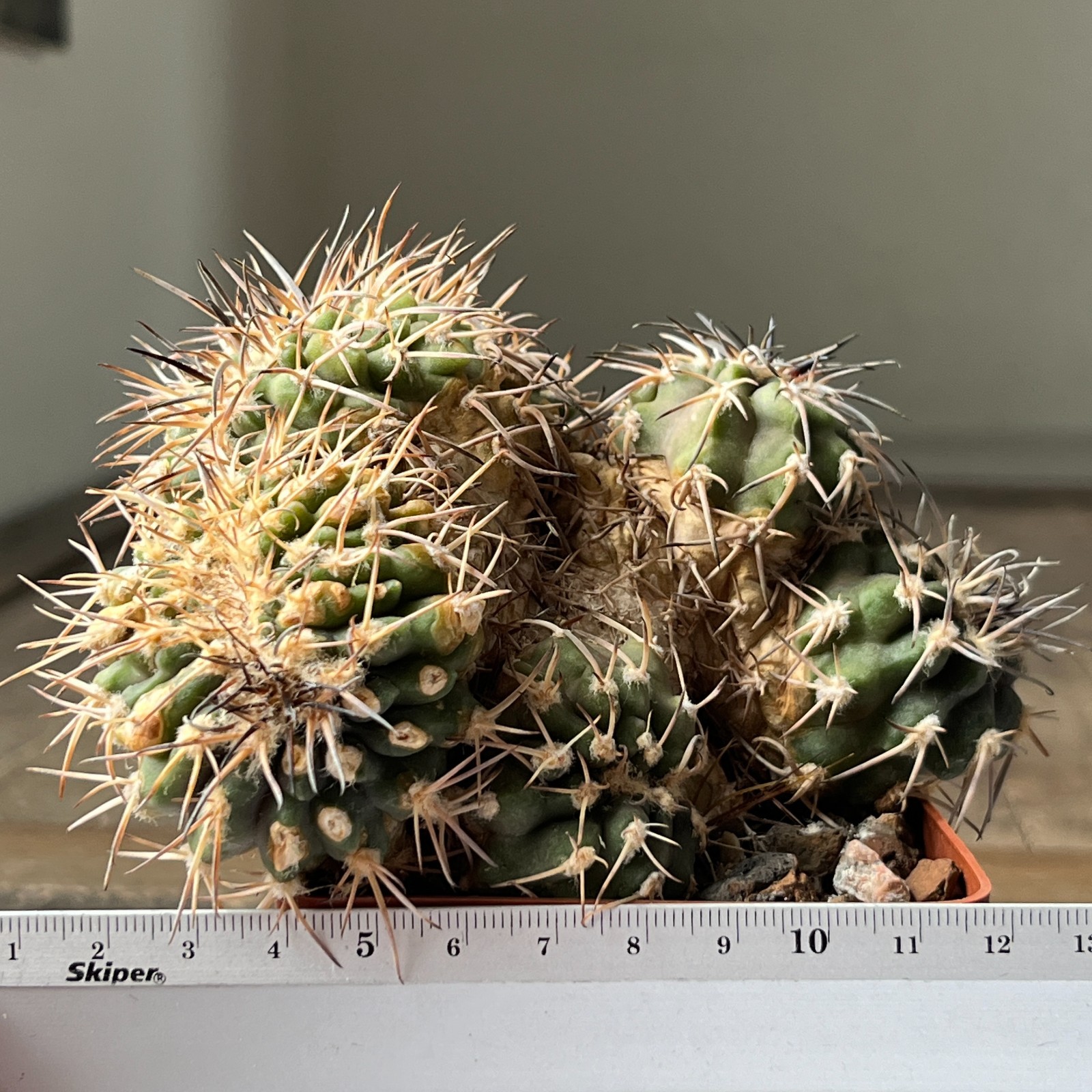 A25-2094 Gymnocalycium spegazzinii f. cristata, old plant, grafted, small stock