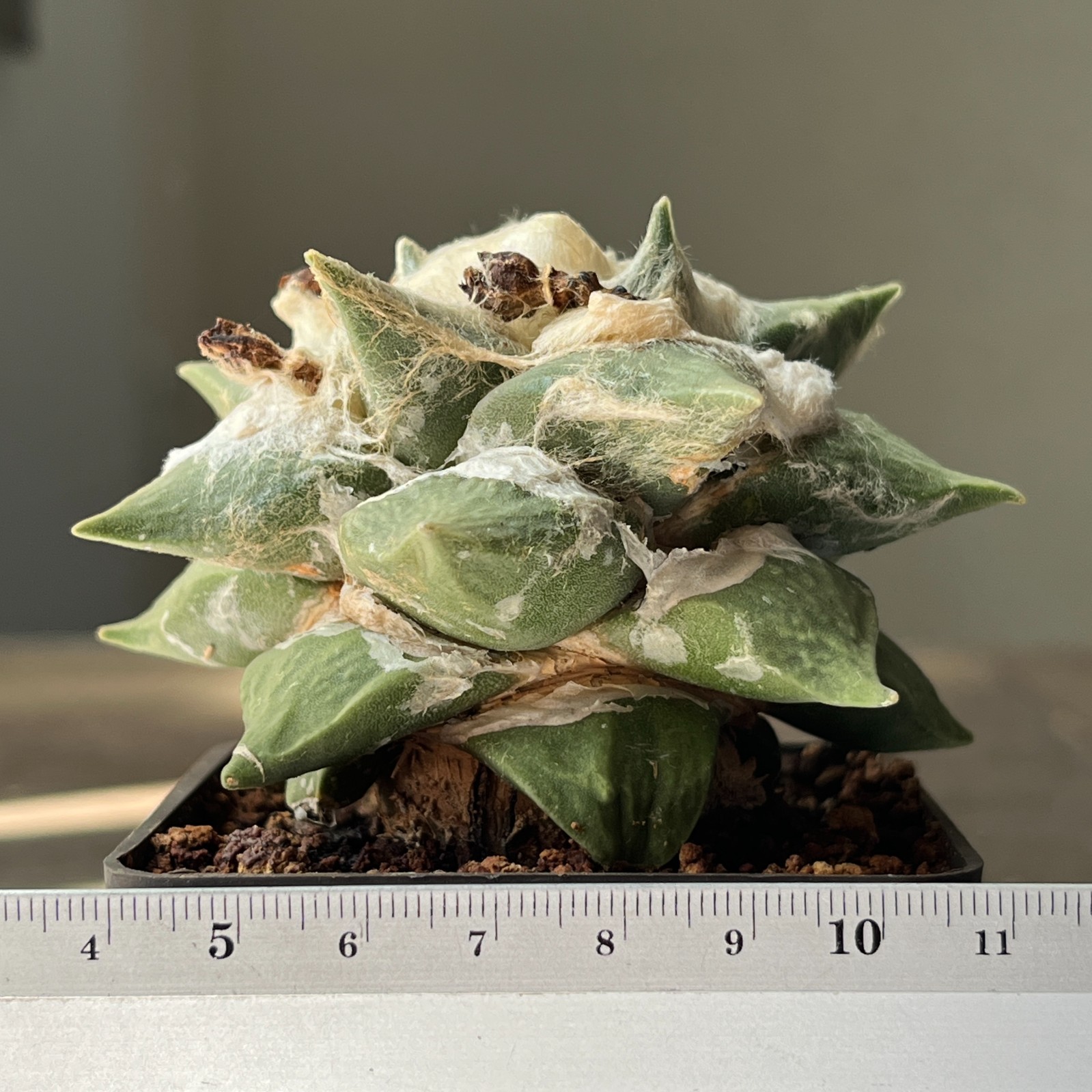 A53-1290 Cactus multihybrid, grafted