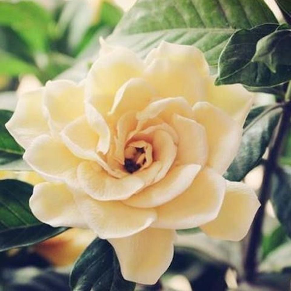 (10) GARDENIA SEEDS perennial flower garden bed bush plant USA SELLER W/TRACK