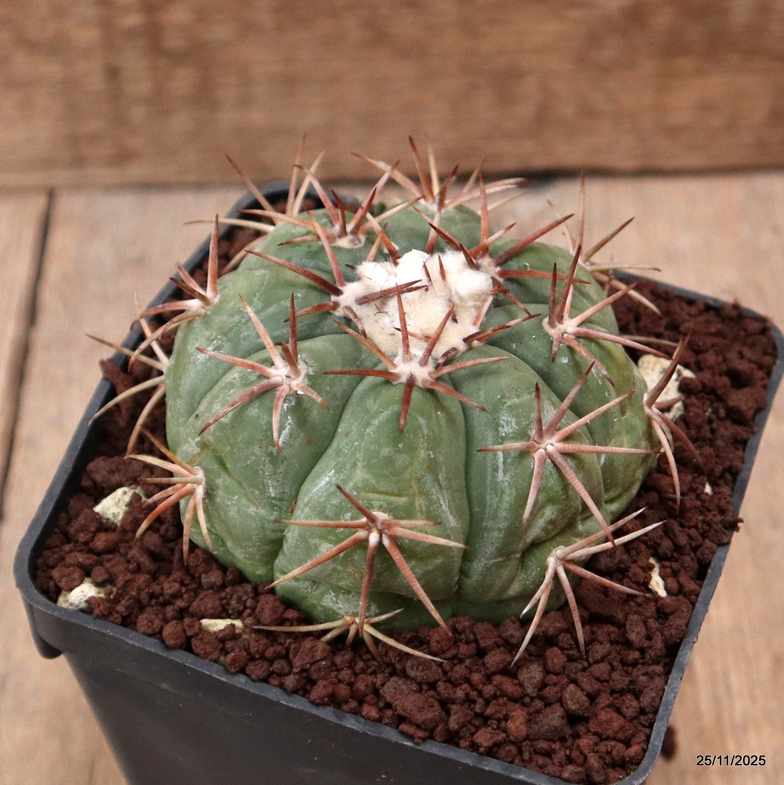 D7506 ECHINOCACTUS HORIZONTHALONIUS pot10-H6-W8 cm MaMa Cactus