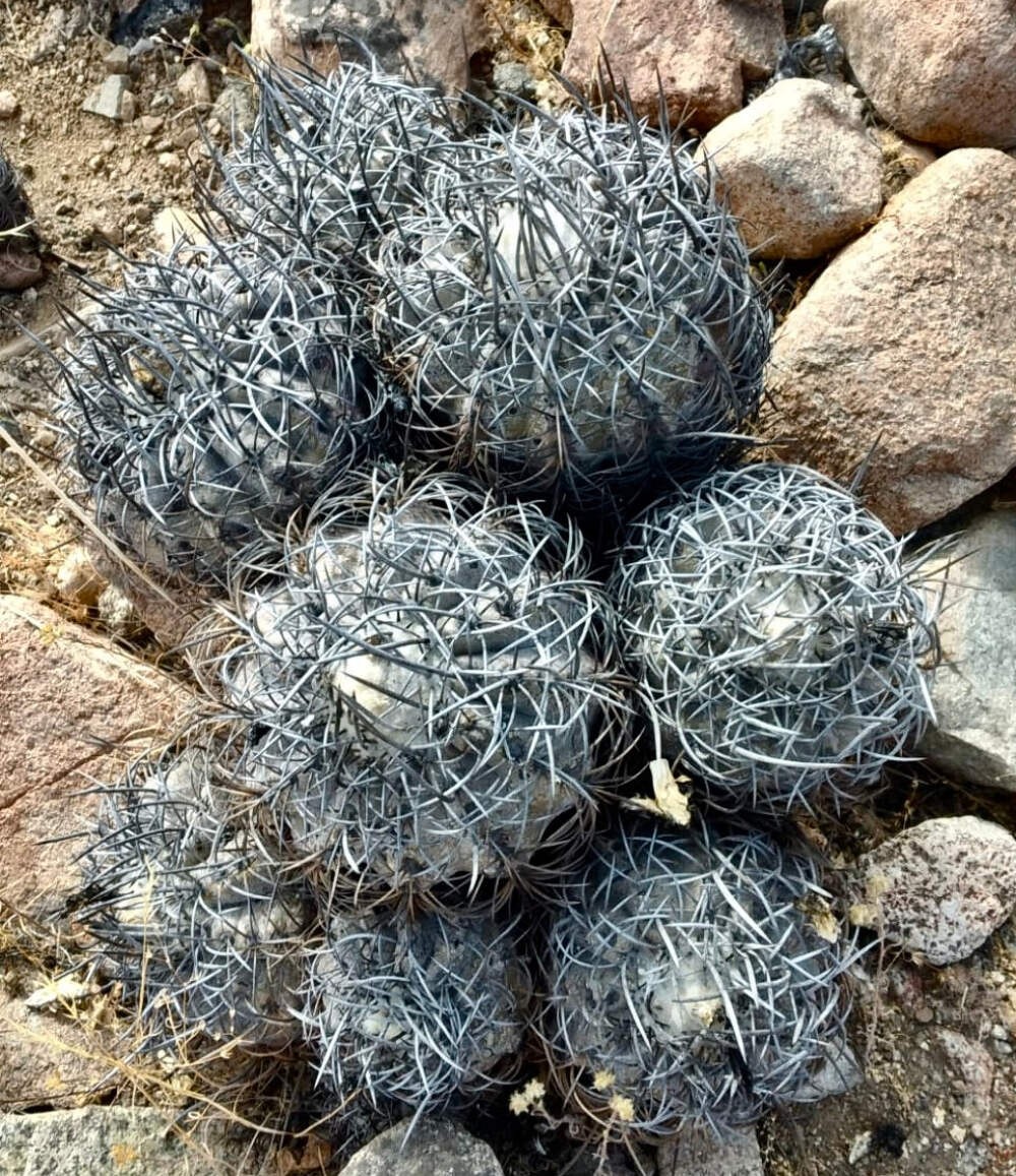 Copiapoa griseoviolacea (Mountain form) SEEDS – Rare Cactus SEEDS