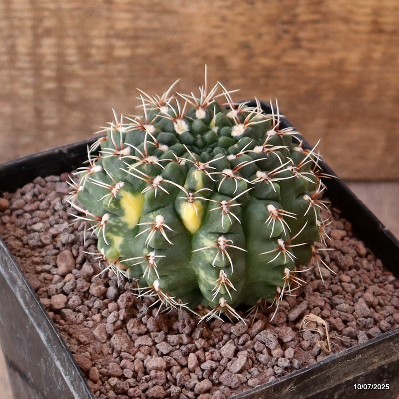 D5233 GYMNOCALYCIUM BALDIANUM VARIEGATED pot12-H6-W8 cm MaMa Cactus
