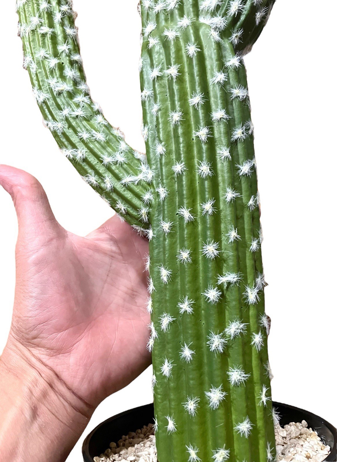 Artificial Cactus Succulent Plant 24” Home Or Office Decor With Black Planter