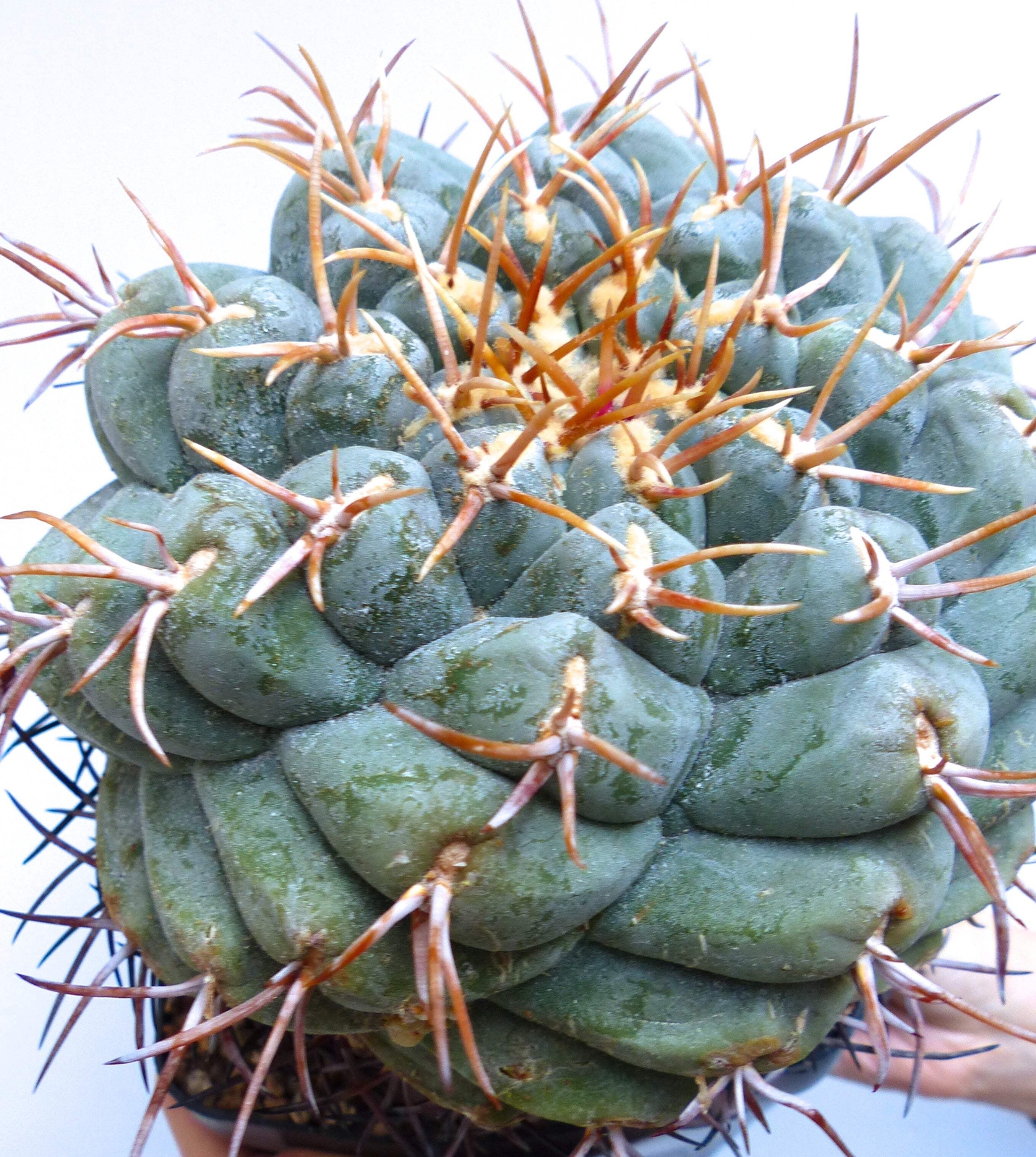 Thelocactus hexaedrophorus form SPIRALIS SEEDS – Spiral cactus | Twisted theloca