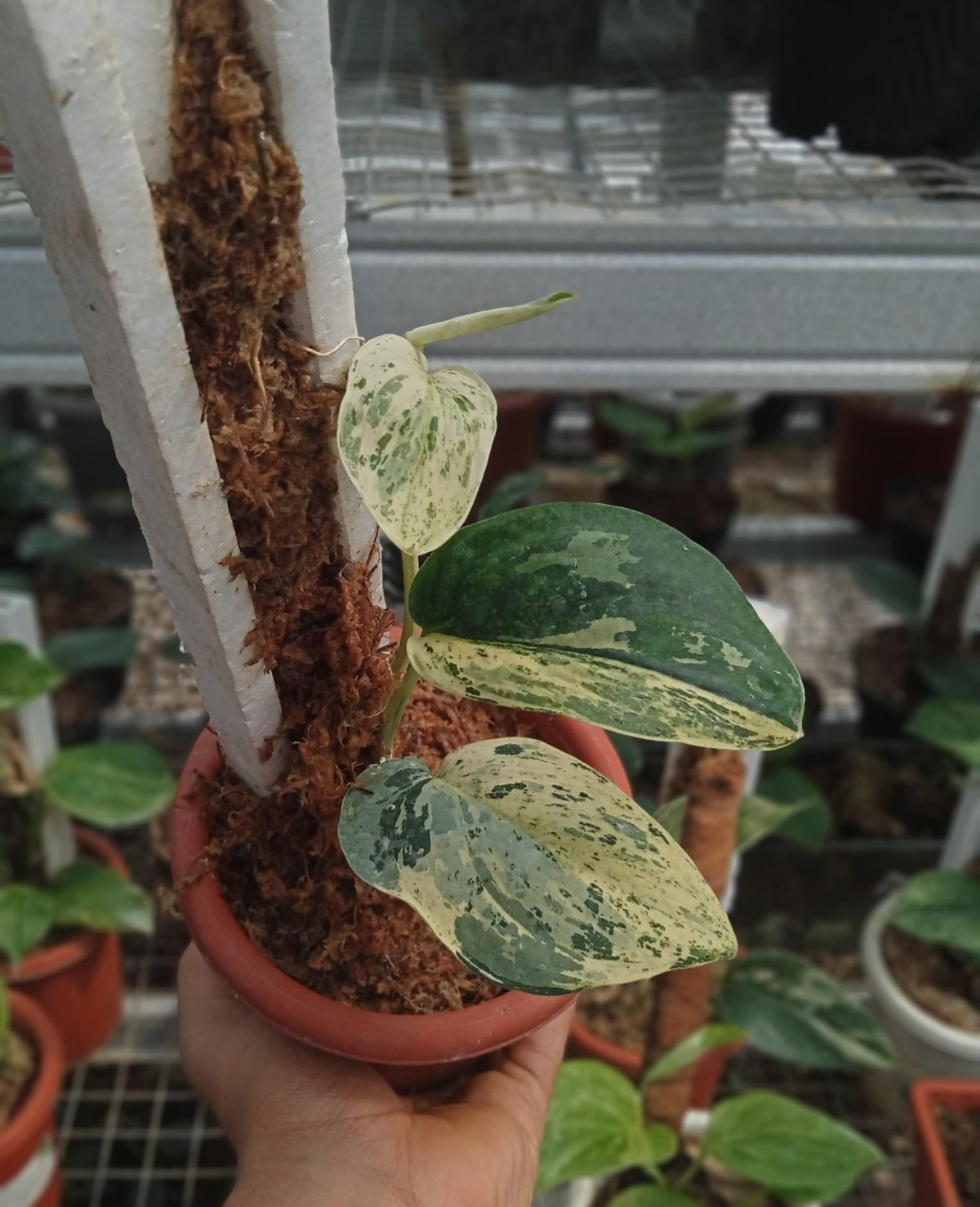 Real Pict Scindapsus Cream Blue Variegated Rare Plant
