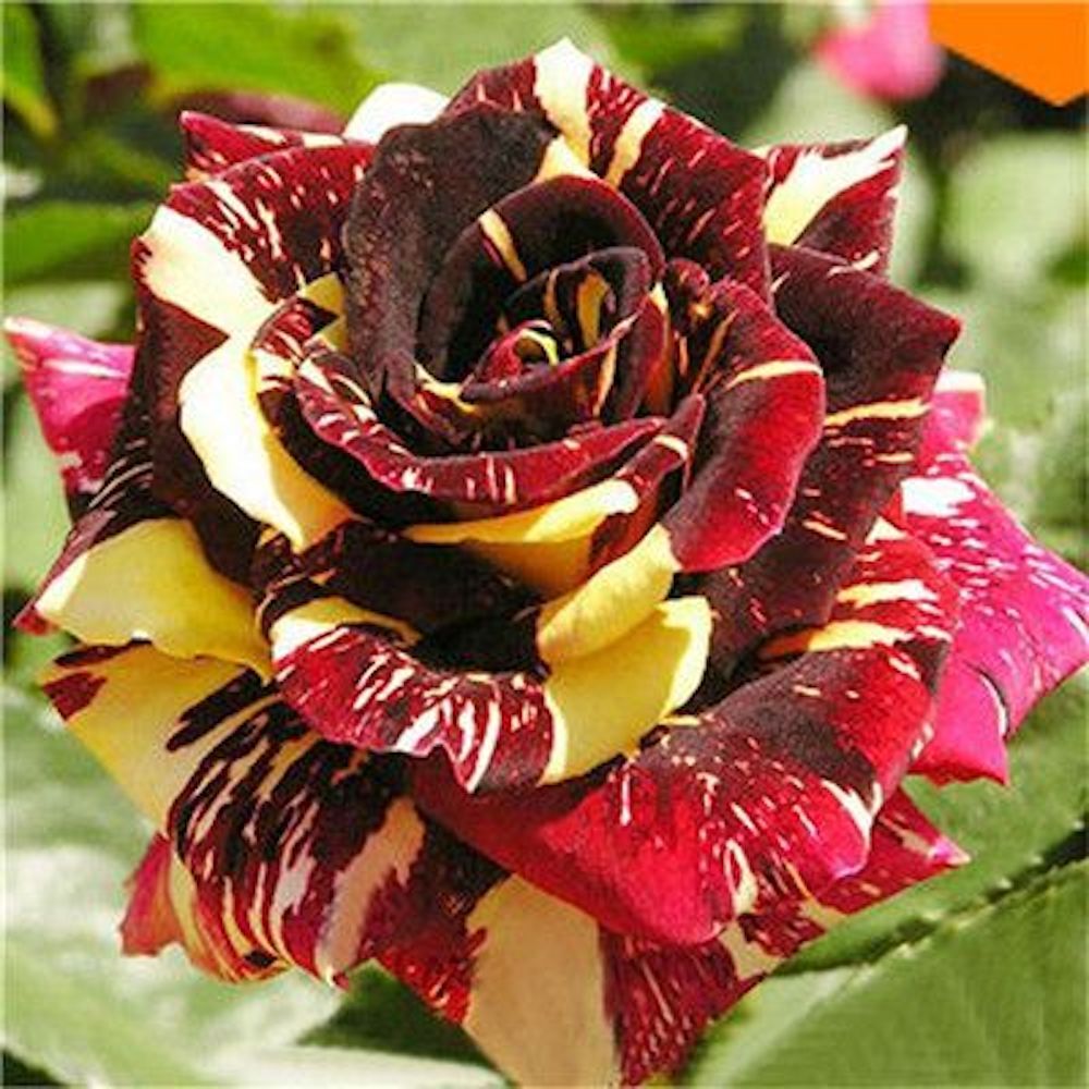 10 ROSE TIGER STRIPE SEEDS rare hybrid dragon flower garden USA SELLER W/TRACK