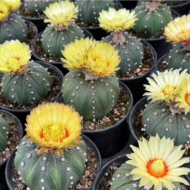 Succulent Plants Cactus Ball Live House Plants for Home Office Garden Decor