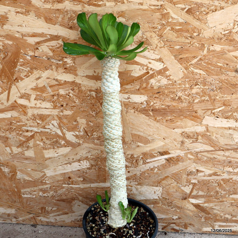 D4593 EUPHORBIA POISSONII pot19-H48-W6 cm MaMa Cactus