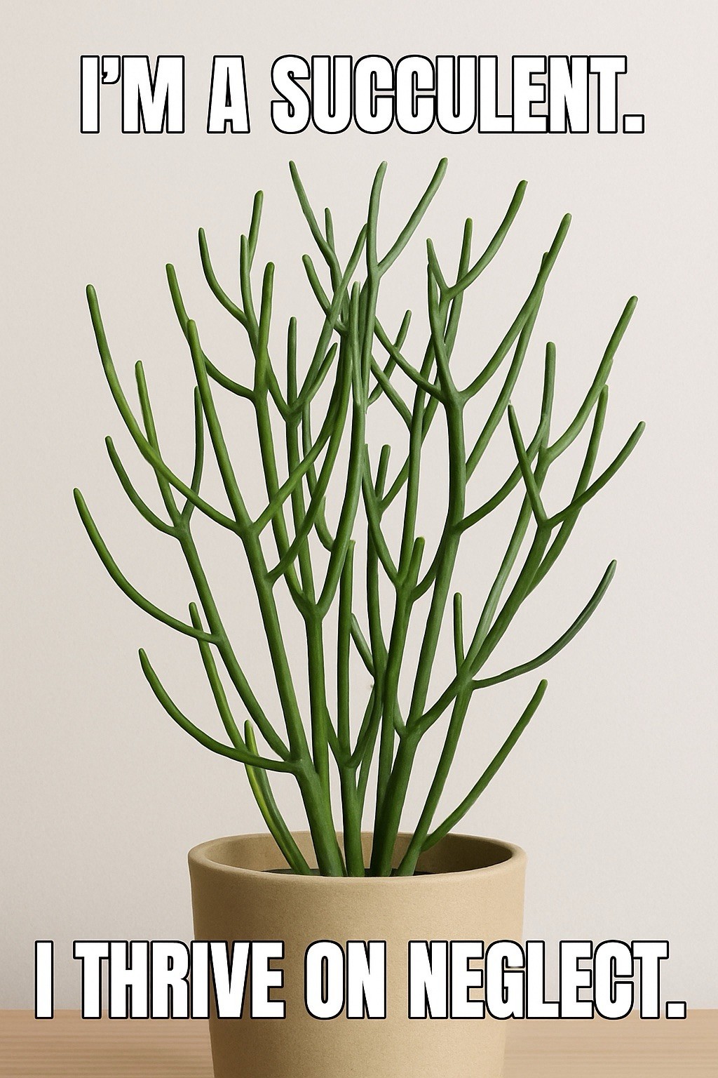 FIRE STICK Plant Euphorbia Tirucalli PENCIL CACTUS Succulent – FRESH CUTTINGS!