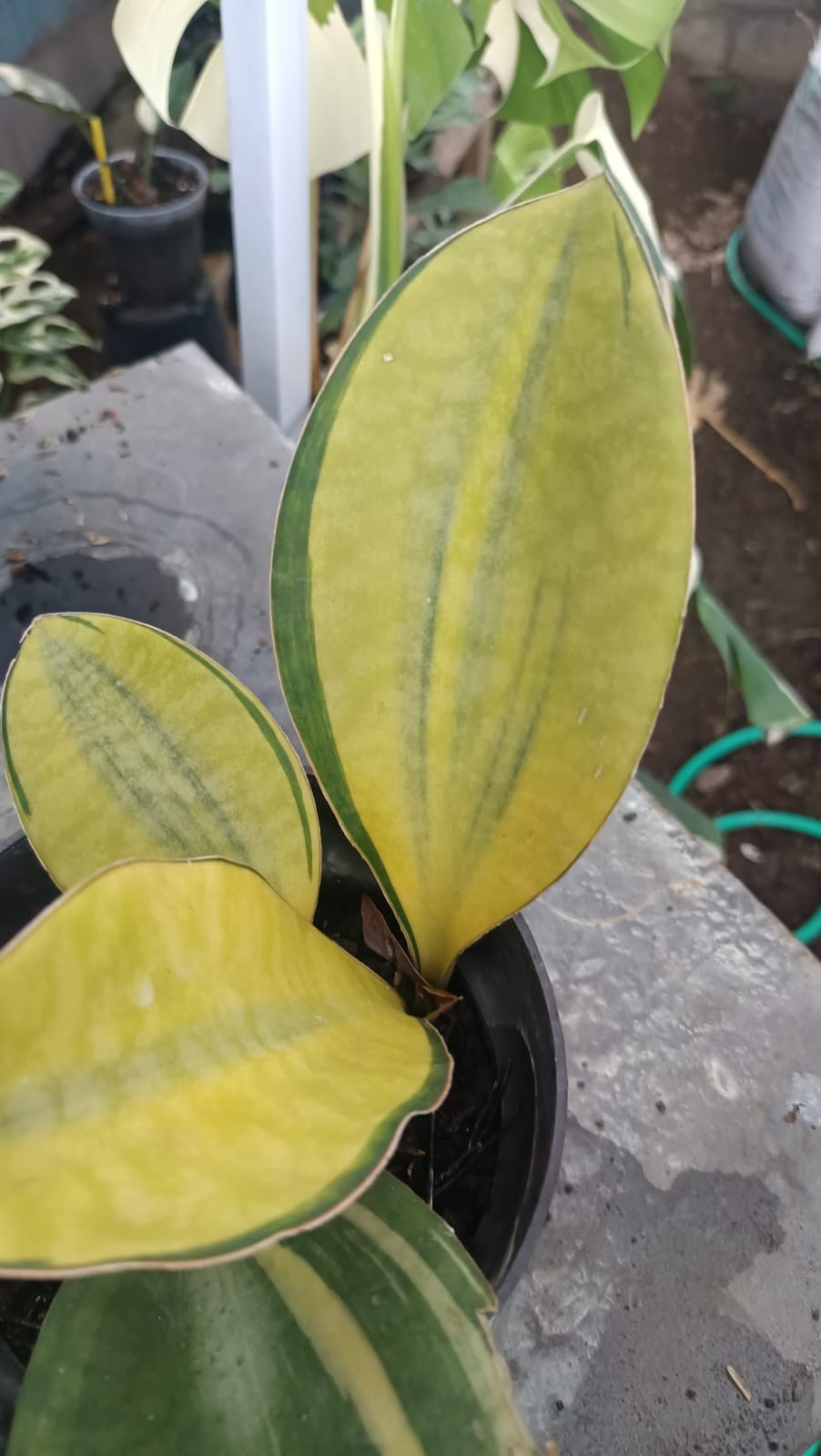 Sansevieria Giant Mason Yellow Variegated Real Picture Rare Unique Snake Plant